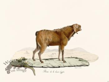 Cuvier 149 Goat of High Egypt